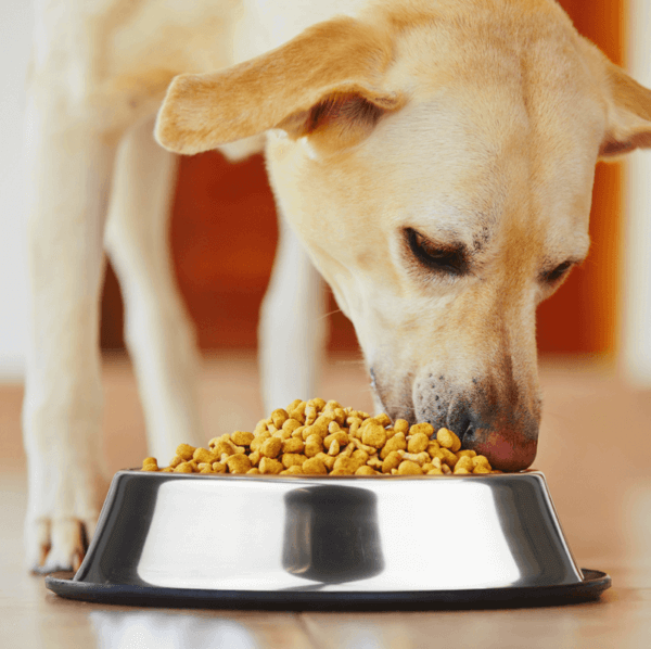 Stainless Steel Dog Bowl - Image 2