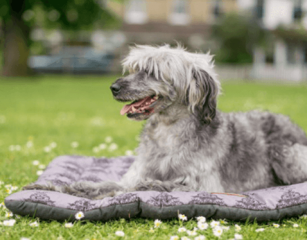 Designer Chill Pads - Image 2