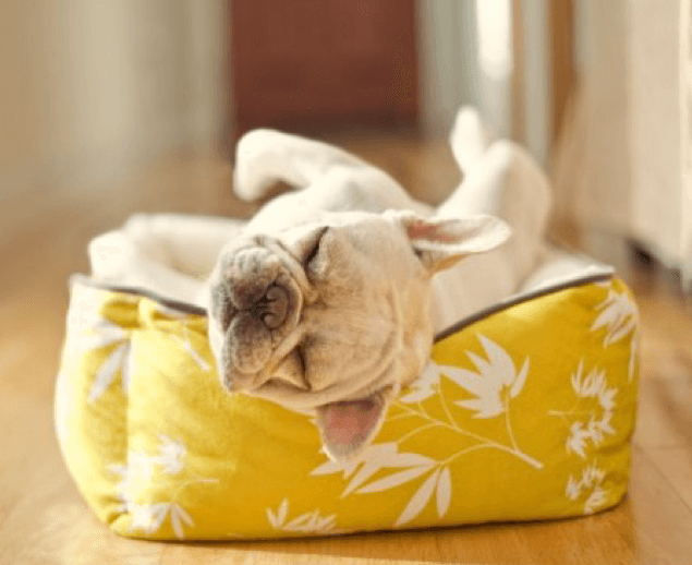 Dog Beds Category SLX Hospitality