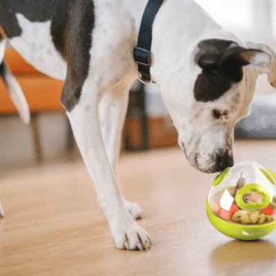 Wobble Ball Dog Toy