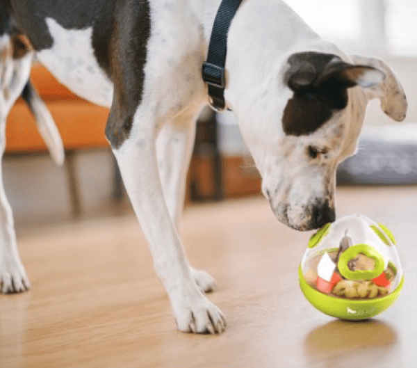 Wobble Ball Dog Toy