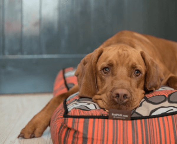 La Folie Dog Bed - Image 2